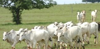 Boi gordo hoje fecha em baixa nas principais praças do país; veja cotações boi, carne