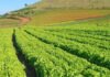 Rodrigo Baldassim - Lavoura de alface da cultivar BRS Mediterrânea em São José do Rio Pardo (SP)