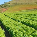 Calor pode inviabilizar cultivo de alface em campo aberto no Brasil até o fim do século Rodrigo Baldassim - Lavoura de alface da cultivar BRS Mediterrânea em São José do Rio Pardo (SP)