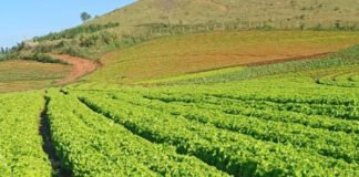 Rodrigo Baldassim - Lavoura de alface da cultivar BRS Mediterrânea em São José do Rio Pardo (SP)