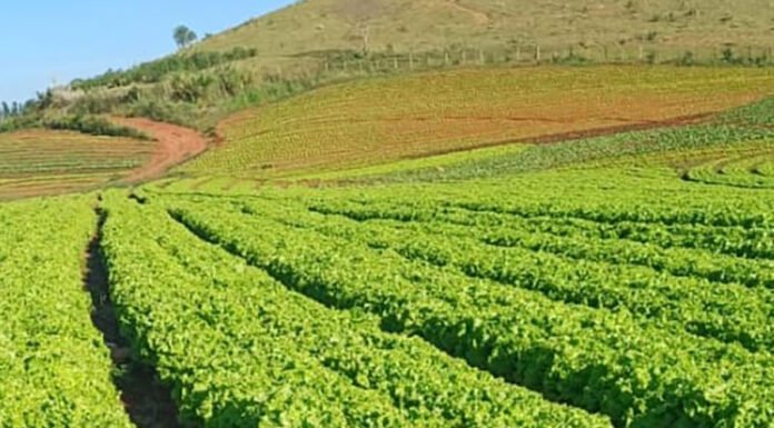 Rodrigo Baldassim - Lavoura de alface da cultivar BRS Mediterrânea em São José do Rio Pardo (SP)