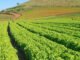 Rodrigo Baldassim - Lavoura de alface da cultivar BRS Mediterrânea em São José do Rio Pardo (SP)