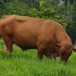 Reprodutor Caracu em área de pastagem. Foto: Acervo/Renato Francisco Visconti Filho