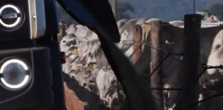 Da compra de insumos ao cocho: como a logística garante o lucro do pecuarista Bovinos em área de confinamento no Boitel JBS de Guaiçara (SP). Foto: Reprodução/Giro do Boi