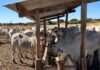 estudo mostra maior produção de embriões por novilhas com dieta energética