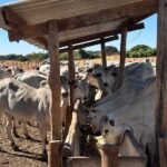 estudo mostra maior produção de embriões por novilhas com dieta energética