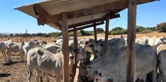 estudo mostra maior produção de embriões por novilhas com dieta energética
