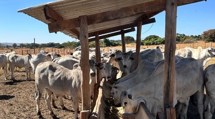 estudo mostra maior produção de embriões por novilhas com dieta energética