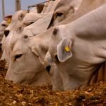 Estratégias nutricionais melhoram adaptação de bovinos ao confinamento, aponta estudo