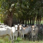 Estudos confirmam viabilidade econômica de sistemas sustentáveis de produção na Amazônia e no Cerrado Breno Lobato - Os sistemas de ILPF integram diversas atividades produtivas – agricultura, pecuária e floresta – numa mesma área
