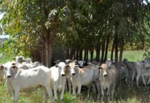 Breno Lobato - Os sistemas de ILPF integram diversas atividades produtivas – agricultura, pecuária e floresta – numa mesma área