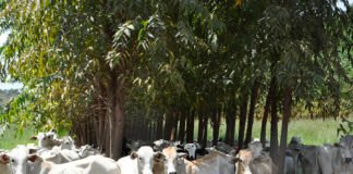 Breno Lobato - Os sistemas de ILPF integram diversas atividades produtivas – agricultura, pecuária e floresta – numa mesma área