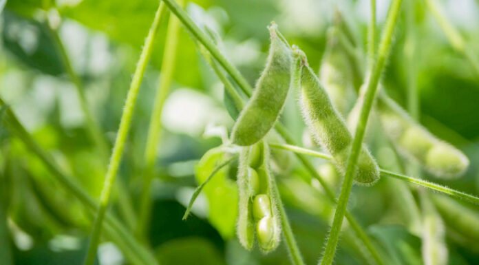 Governo do Tocantins libera plantio de soja a partir de quarta-feira, 1º de outubro