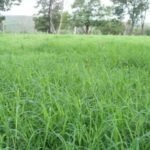 Grama estrela roxa irrigada: como a nutrição e o manejo garantem o lucro