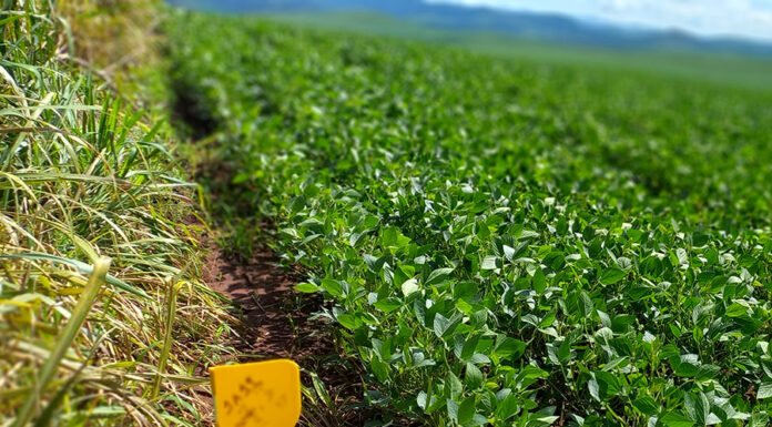Modelo prevê produtividade agrícola com uso de imagens de satélite