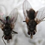 Mosca-dos-chifres: setembro é o mês chave para o controle e o lucro do gado. Veja moscas-dos-chifres