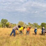 Naturatins autoriza coleta do capim-dourado e beneficia associações de artesãos e extrativistas na região do Jalapão