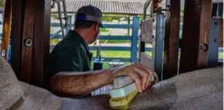 Procedimente de ultrassonografia em bovinos. Foto: Divulgação/ABCZ