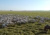 Bovinos em área de pastagem. Foto: Reprodução