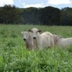 Pasto na seca: este é o guia para escolher o capim ideal e garantir o lucro! Veja