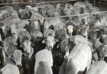 Foto: Divulgação/Friboi de Nova Andradina (MS)