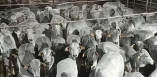 Foto: Divulgação/Friboi de Nova Andradina (MS)