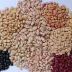 Pequenas lavouras de feijão são maioria no Brasil, mas as grandes produzem a maior parte Sebastião Araújo - Pesquisa levou em conta também os grupos comerciais preto e cores (carioca, roxinho, mulatinho etc)