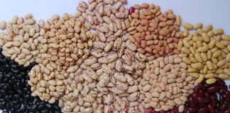 Pequenas lavouras de feijão são maioria no Brasil, mas as grandes produzem a maior parte Sebastião Araújo - Pesquisa levou em conta também os grupos comerciais preto e cores (carioca, roxinho, mulatinho etc)
