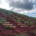  - O estudo está sendo conduzido na mina Morro do Ouro, com foco na revegetação dos taludes — estruturas inclinadas que contêm os rejeitos da mineração