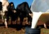 leite de vaca, fazendas leiteiras