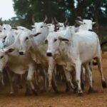 Peões movimentando vacas e novilhas na fazenda Nova Piratinga. Foto: Reprodução/Giro do Boi