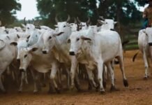 Peões movimentando vacas e novilhas na fazenda Nova Piratinga. Foto: Reprodução/Giro do Boi