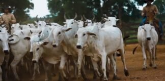 Peões movimentando vacas e novilhas na fazenda Nova Piratinga. Foto: Reprodução/Giro do Boi