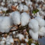 Três microrregiões concentram metade da produção nacional de algodão Edna Santos - O Brasil ocupa as primeiras posições na produção e exportação de algodão, mas os cultivos não estão distribuídos uniformemente por todo o território nacional