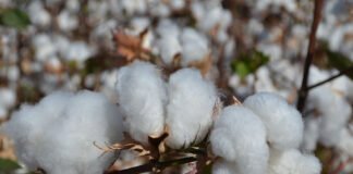 Edna Santos - O Brasil ocupa as primeiras posições na produção e exportação de algodão, mas os cultivos não estão distribuídos uniformemente por todo o território nacional