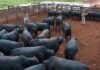 Bovinos em área de confinamento na fazenda Nova Piratinga. Foto: Reprodução/Giro do Boi