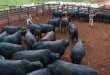 Bovinos em área de confinamento na fazenda Nova Piratinga. Foto: Reprodução/Giro do Boi