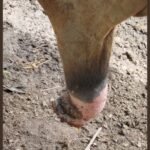 Detalhe do prepúcio do bovino com umbigueira. Foto: Divulgação