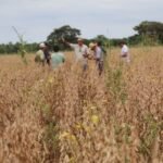 como a tecnologia do Antecipasto otimiza a produção o ano todo