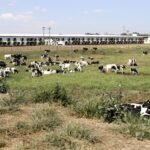 Fazenda Colorado - SP