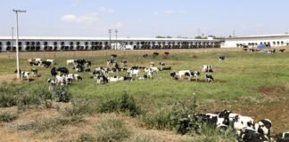 Fazenda Colorado - SP