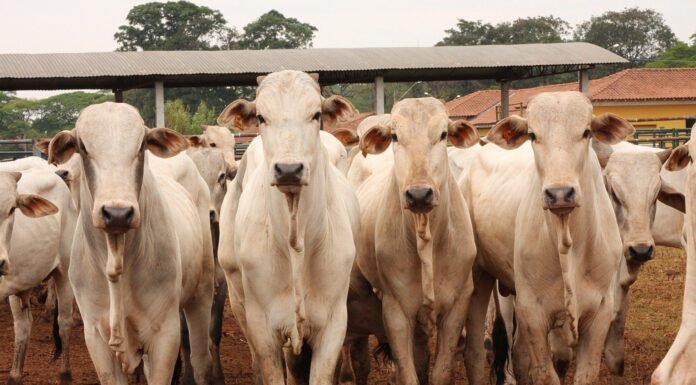 veja como o mercado pecuário encerrou a semana