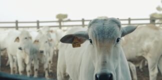 Alta demanda sustenta o preço do boi frente a escalas mais curtas boi, preços, pecuária,
