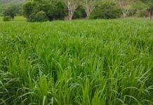 Capiaçu exige suplemento proteico para garantir ganho de peso no gado, alerta zootecnista