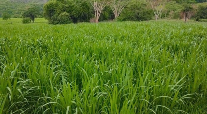 Capiaçu exige suplemento proteico para garantir ganho de peso no gado, alerta zootecnista
