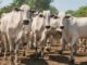 Com 89,5% dos animais declarados, Governo do Tocantins divulga resultado da campanha pecuária na Ilha do Bananal