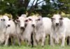 Como ficaram as cotações do boi gordo na última quinta-feira do mês? Boi gordo no pasto