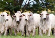 Como ficaram as cotações do boi gordo na última quinta-feira do mês? Boi gordo no pasto