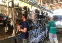 Crise do leite: importações e preço baixo pressionam produtores