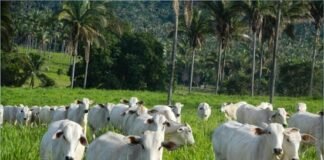 Demanda firme e escalas curtas sustentam valorização das cotações do boi gordo boi gordo no pasto